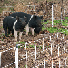 Pig Fence G/H 155*120*800*50m 4F