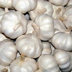 White Garlic 500g x 20