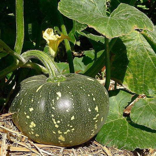 Produce- Local Veggies